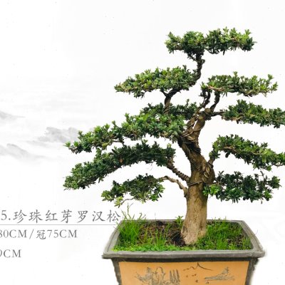 罗汉松盆景 米叶罗汉松 珍珠红芽罗汉松 雀舌罗汉松 室内 庭院盆