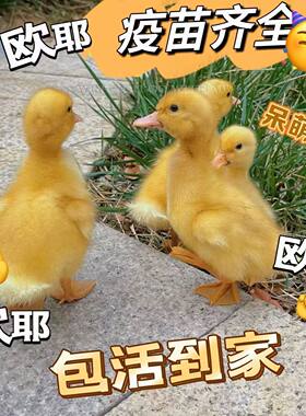 活物宠物小黄鸭柯尔鸭幼崽鸭苗柯达鸭活体宠物观赏鸭小鸭柯基鸭