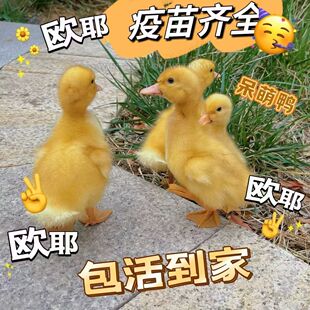 活物宠物小黄鸭柯尔鸭幼崽鸭苗柯达鸭活体宠物观赏鸭小鸭柯基鸭