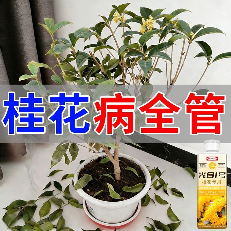 桂花营养液催花促花防黄叶干叶焦尖掉叶桂花树专用肥料养根壮根肥