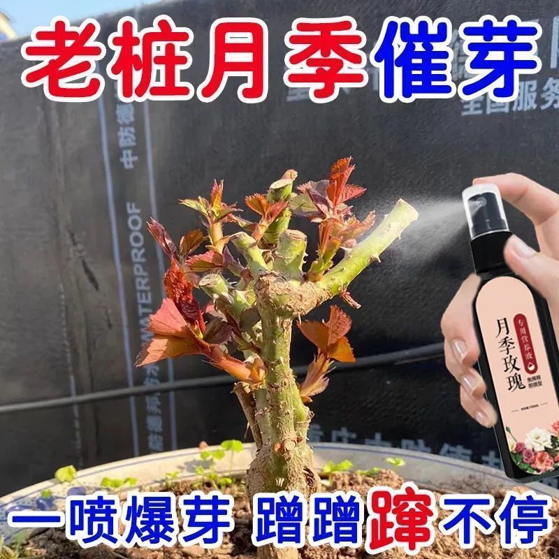 月季花营养液催芽剂催花促发芽防黄叶猛爆笋芽月季玫瑰催芽专用肥