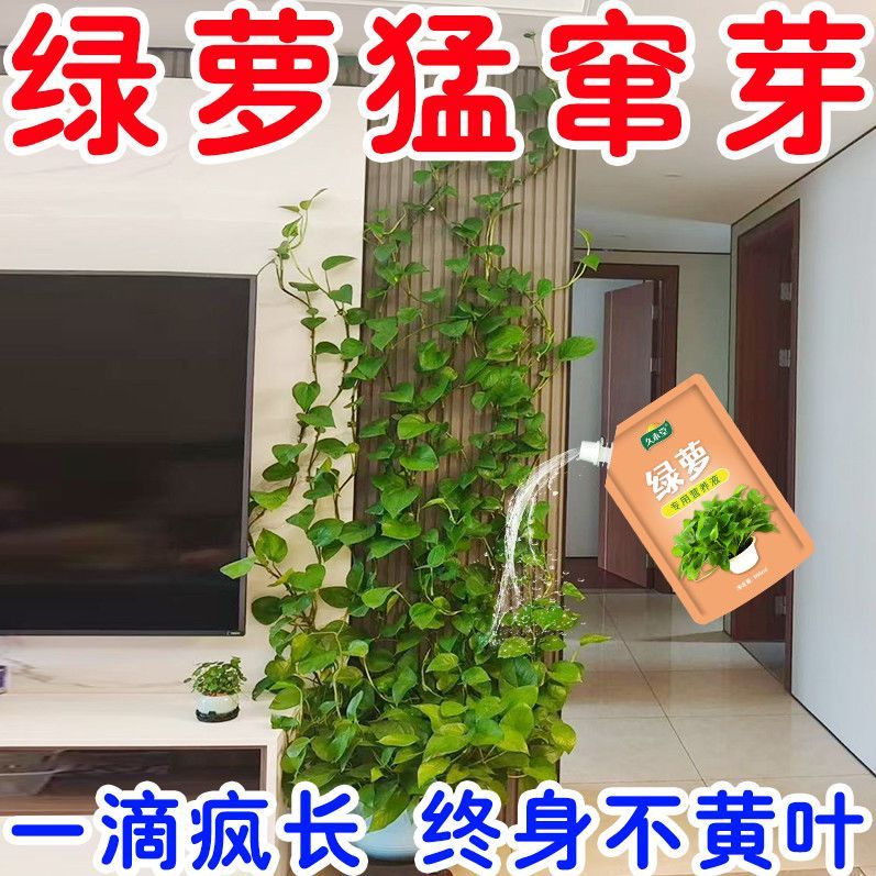 绿萝专用营养液剂催长叶芽催生根防黄叶烂根黑斑掉叶绿萝专用肥料