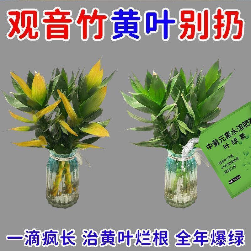 拯救黄叶】富贵竹爆根防黄叶营养液促生根液水培植物肥料快速生根