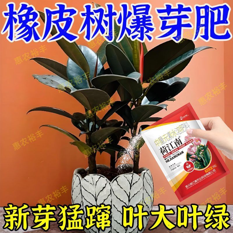 橡皮树专用肥料四季爆绿增绿素防黄叶掉叶枯萎不开花专用新型肥