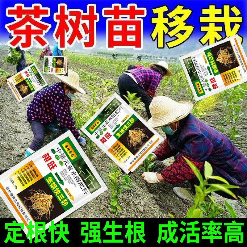 茶树生根壮苗剂茶树专用生根剂扦插移栽通用叶面肥生根促活生根粉