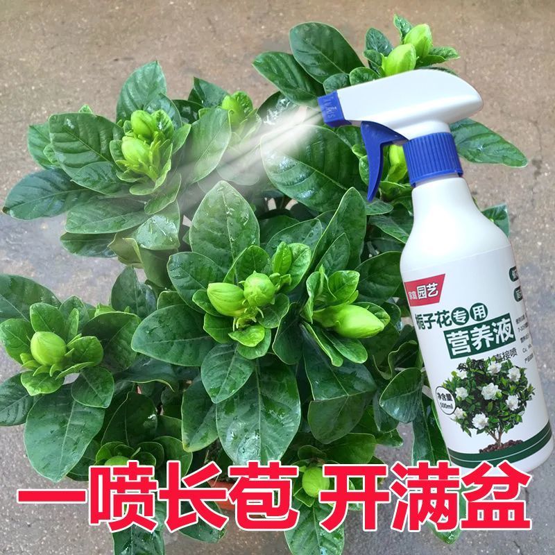 栀子花营养液专用肥防黄叶烂根掉花苞催开花免稀释盆栽植物园艺肥