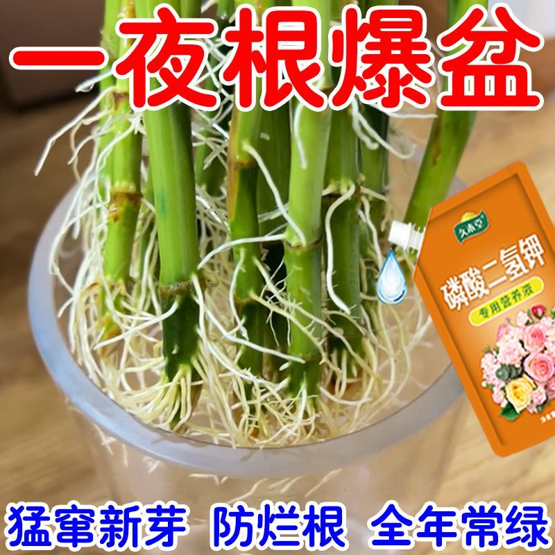 富贵竹爆根防黄叶营养液生长专用促生根液水培植物肥料快速生根