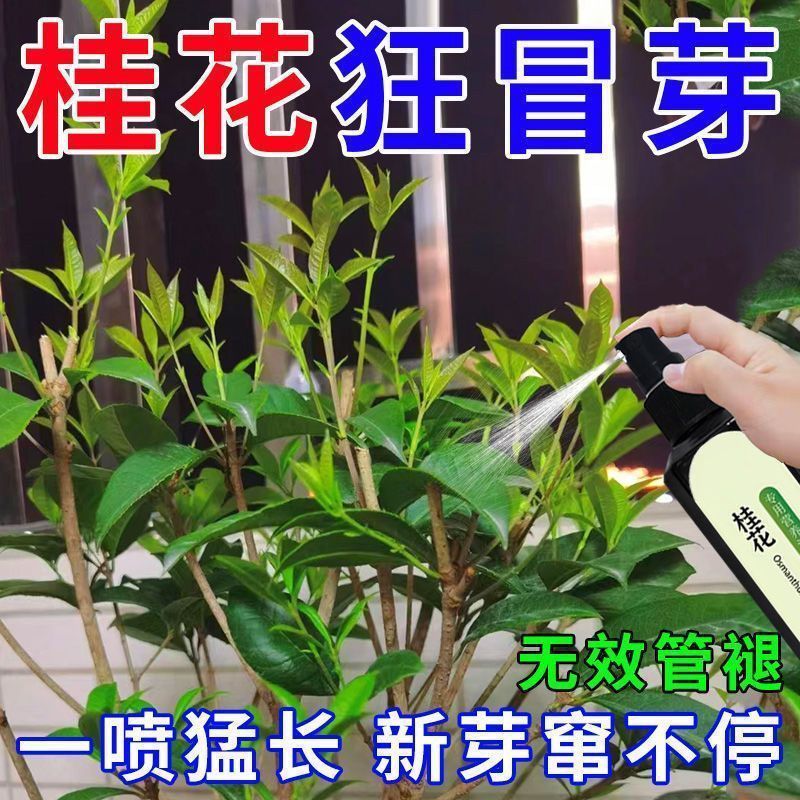 2026桂花树专用营养液去干尖焦尖叶子发黄催开花桂花专用肥料爆盆