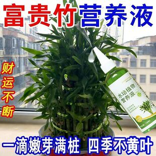 2026全年绿】竹塔富贵竹营养液专治叶子发黄枯瘦烂根家用植物生根