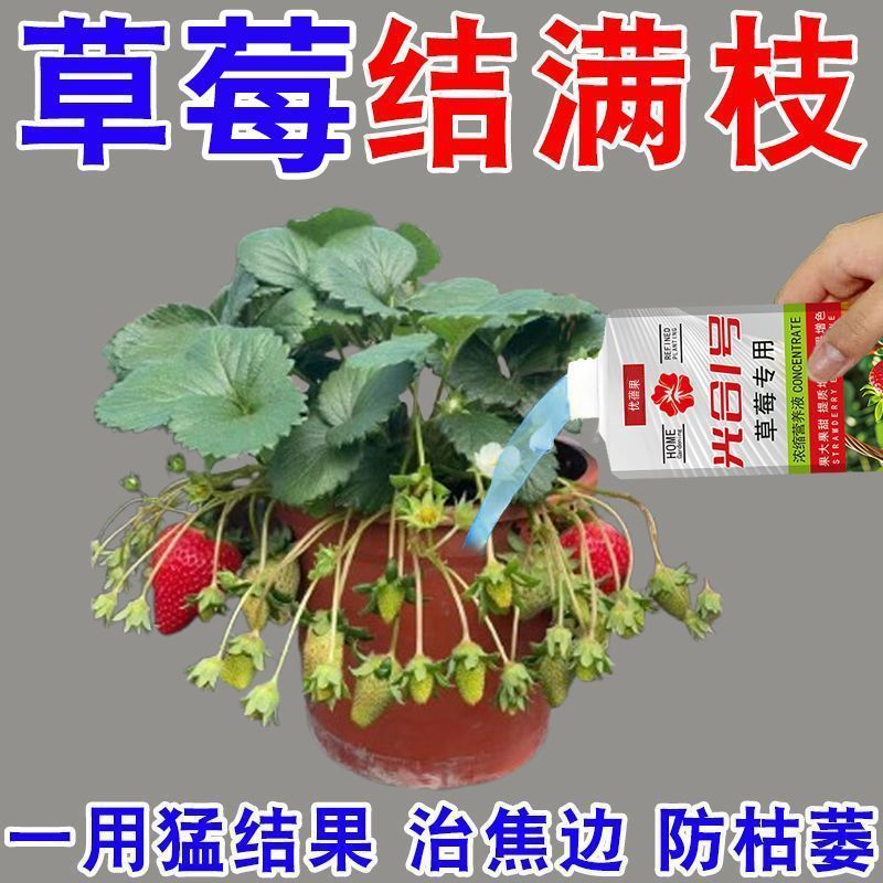 狂结果】草莓营养液防黄叶蕉叶果实瘦小不结果促生长绿叶壮根氮肥