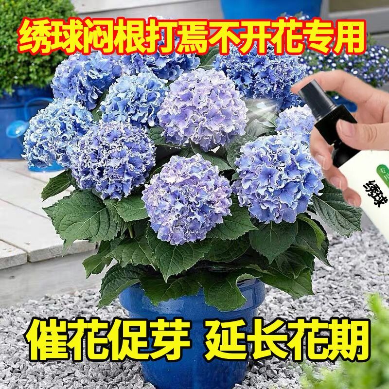 绣球花营养液防闷根打蔫焦叶不开花促绿催开花专用肥家用花卉肥料