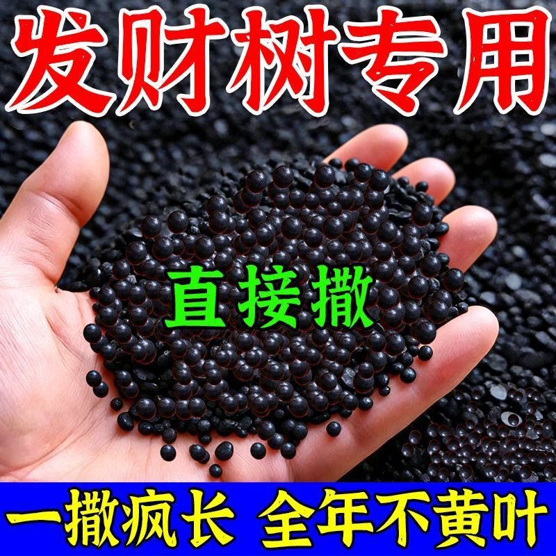 发财树营养液黄叶病叶子发黄枯萎叶斑病发财树营养液肥料专用肥