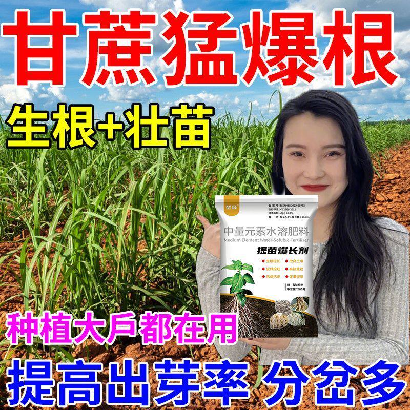 甘蔗专用生根剂快速生根壮苗剂催芽爆根爆芽专用生根液发芽岔头多
