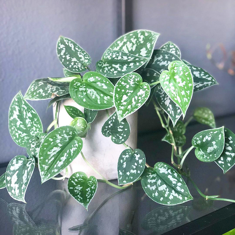 ins风 银斑葛垂吊观叶吊兰室内外桌面室内庭院办公桌花卉绿植盆栽