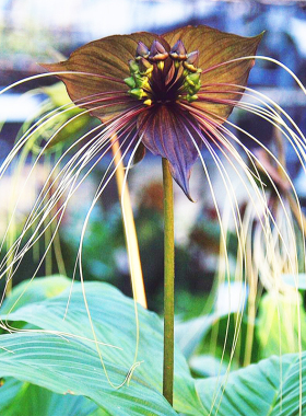 老虎须箭根薯花卉绿植盆栽室内庭院耐阴 Tacca chantrieri Andre.