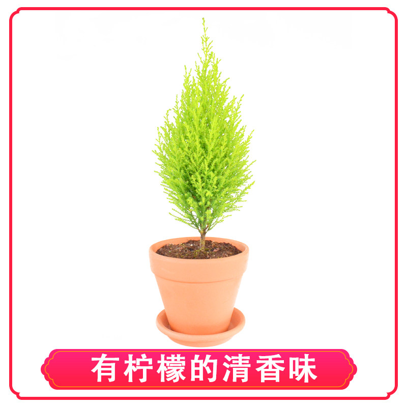 北欧风香冠柏大小香松棒棒糖圣诞节树室内外好养桌面花卉绿植盆栽