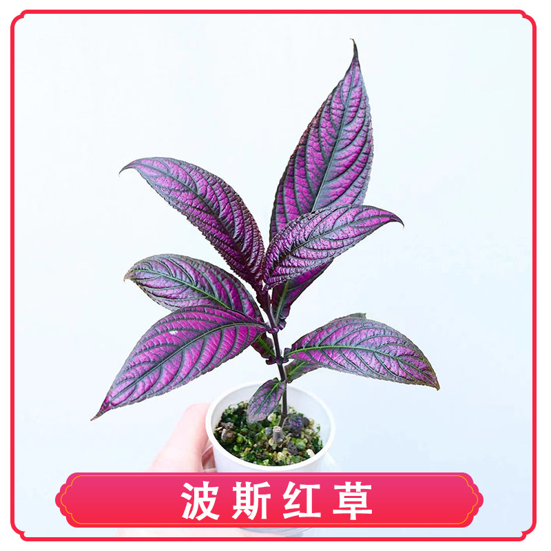波斯红草紫背天葵苏彩叶花卉盆栽好养观叶境园Perilepta dyeriana