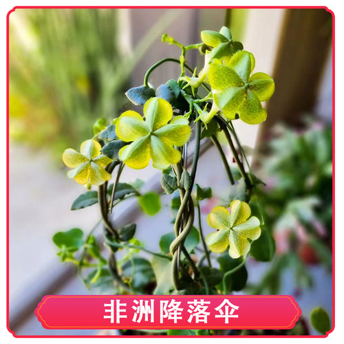 非洲降落伞观叶花阳台客厅春夏秋
