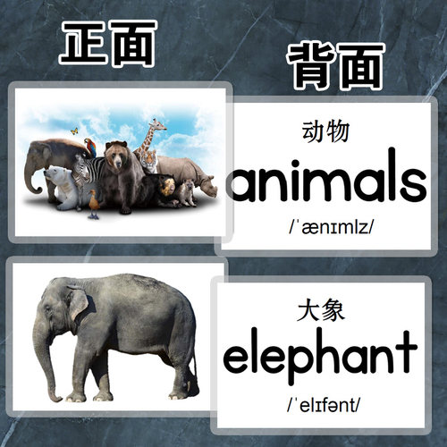 动物英语认知益智玩具识字卡片