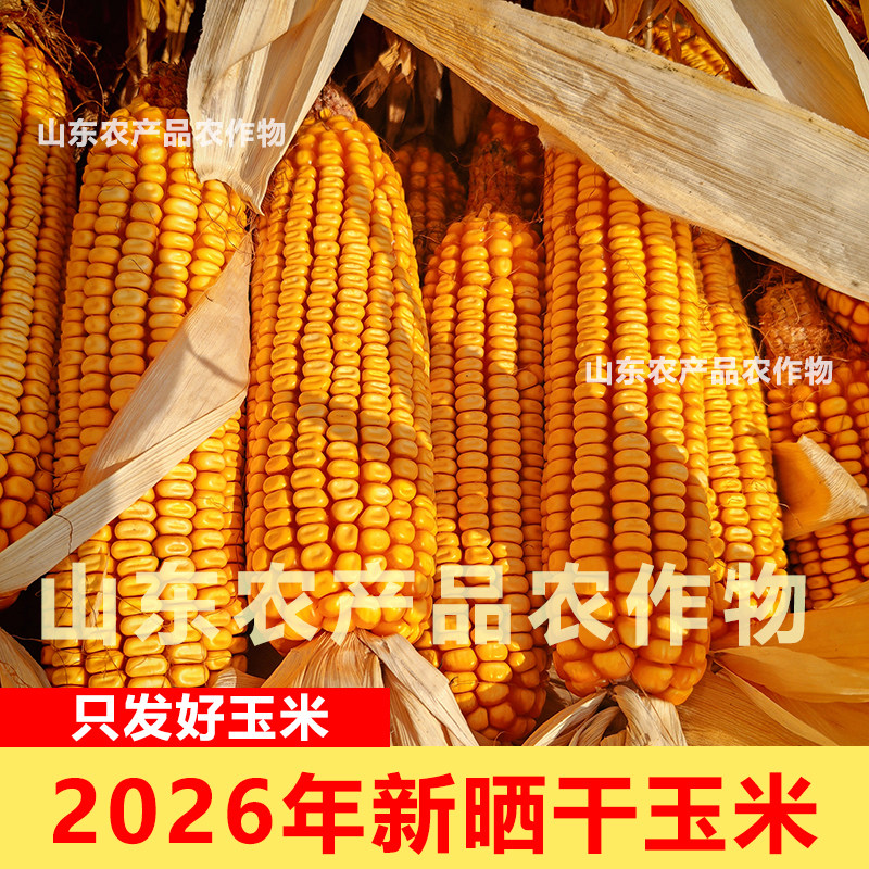 2026年干玉米棒玉米道具干玉米装饰干玉米棒干玉米摆件玉米干玉米