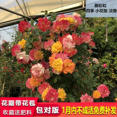欧洲藤本月季花树小苗庭院盆栽爬墙攀援绿化植物浓香大花爬藤月季