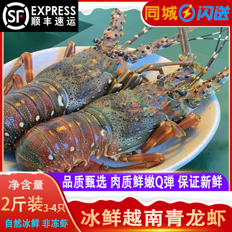 越南青龙虾鲜活海鲜水产特大龙虾3-4只2斤装冷冻进口新鲜小青龙虾