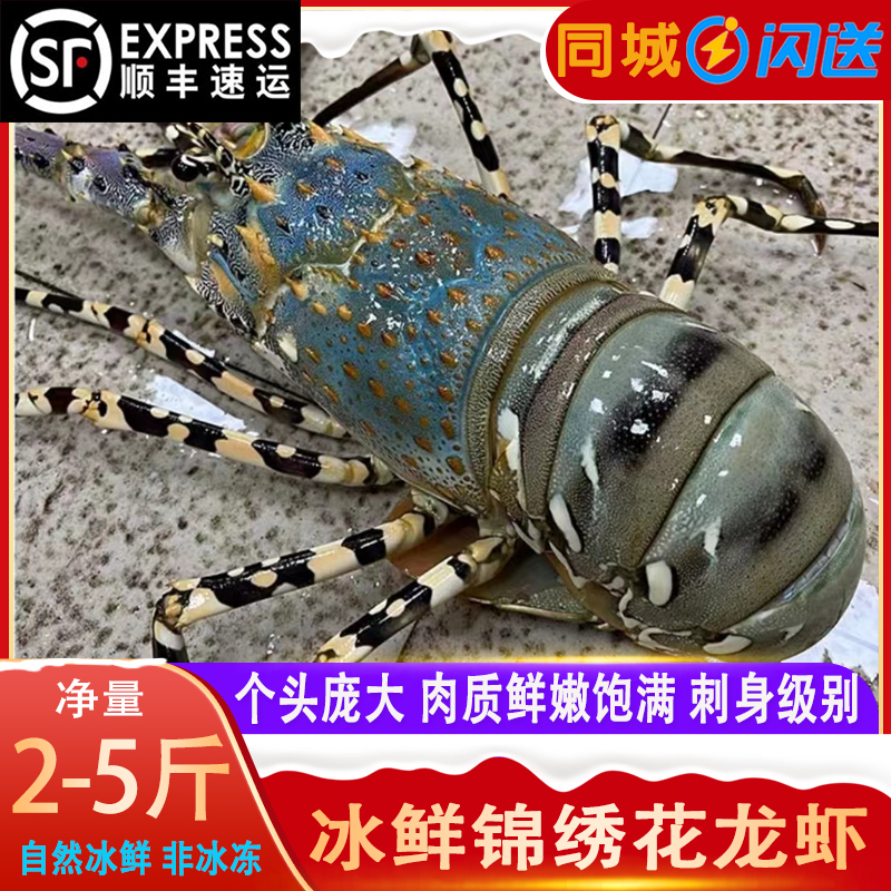 澳洲花龙虾鲜活海鲜水产超特大中华锦绣龙虾2-5斤/只冰鲜小青龙虾