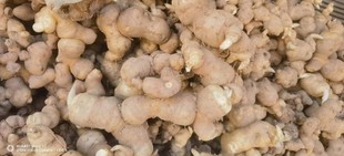 云南新鲜滇黄精老虎姜中药材鸡头甜黄精煲汤泡酒滋补美食蔬菜