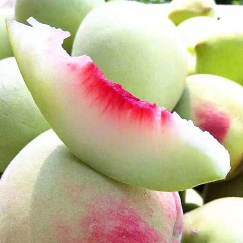 蜜甜 连平鹰嘴蜜桃 脆桃子松脆化汁美滋滋 新鲜水果 产地顺丰直发