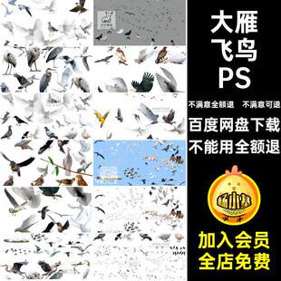 飞行飞鸟PSD动物姿态素材抠鸽子各种鸟类鸟群ps效果图大雁白