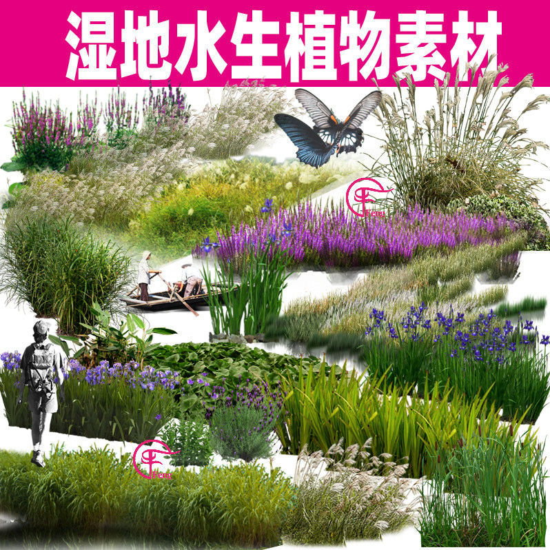 52ps荷花再力花芦苇鸢尾湿地公园水生植物psd素材