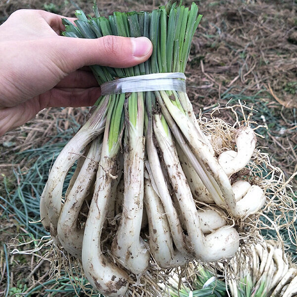 藠头新鲜荞头泡酸茭头教头炒菜大个凉拌腌制下饭食用四川农家蔬菜,水产肉类/新鲜蔬果/熟食,其它,淘宝优惠券,粉丝福利购,淘宝优惠卷