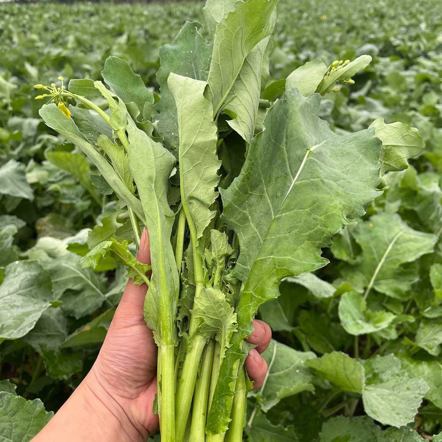 四川油菜苔新鲜现摘黑菜苔鲜嫩青菜苔白菜心农家自种当季时令蔬菜,水产肉类/新鲜蔬果/熟食,叶菜类,淘宝优惠券,粉丝福利购,淘宝优惠卷