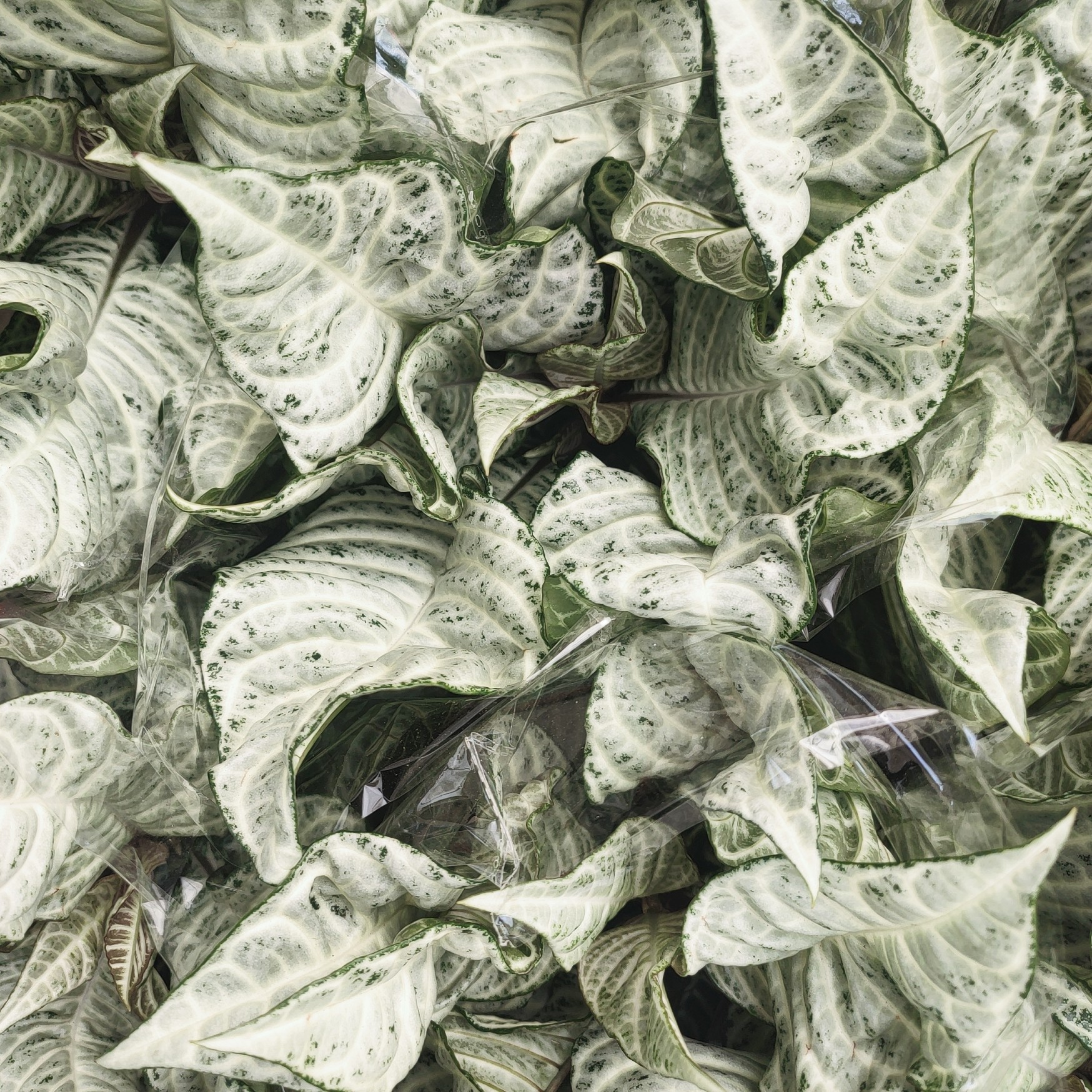 进口植物白水爵床白色公主银脉爵床室内盆栽aphelandrawhitewash