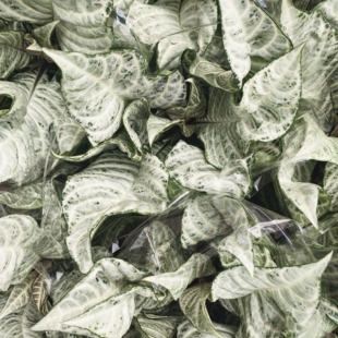 进口植物白水爵床白色公主银脉爵床室内盆栽aphelandraWhiteWash