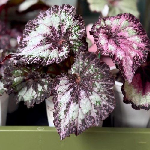 狂欢节蟆叶秋海棠 秋海棠反蓝光秋海棠室内观叶植物盆栽绿植花卉