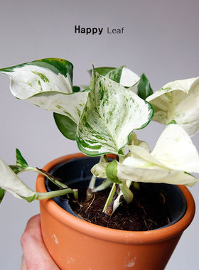 快乐叶子花叶绿萝Epipremnum‘Happy Leaf’ 室内绿植盆栽