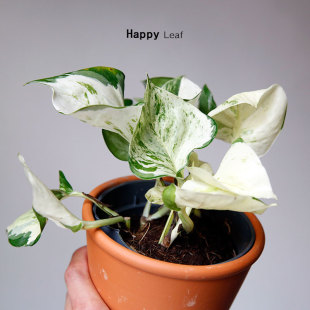 快乐叶子花叶绿萝Epipremnum‘Happy 室内绿植盆栽 Leaf’