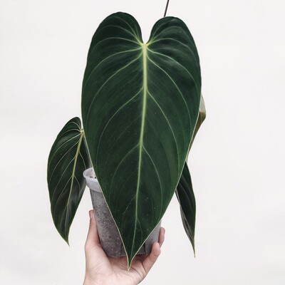 观叶绿植黑金蔓绿绒 简约风天南星科热带雨林攀爬植物 心叶绒面
