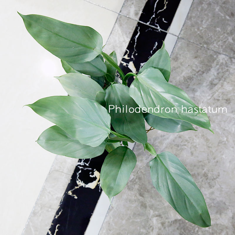 银叶蔓绿绒 哈斯塔姆 philodendron hastatum 室内绿植盆栽