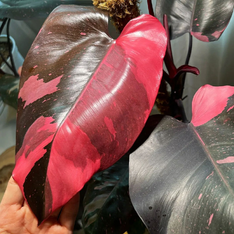 粉公主蔓绿绒粉锦philodendron pink princess白公主蔓绿一物一拍-封面