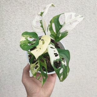 仙洞锦龟背竹Monsteraadansoniivariegata白锦仙洞龟背竹