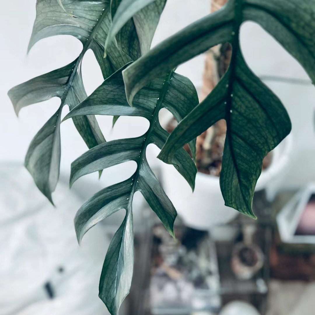 宿务蓝Epipremnum pinnatum cebu blue 宿雾蓝麒麟尾进口热植