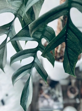 宿务蓝Epipremnum pinnatum cebu blue 宿雾蓝麒麟尾进口热植