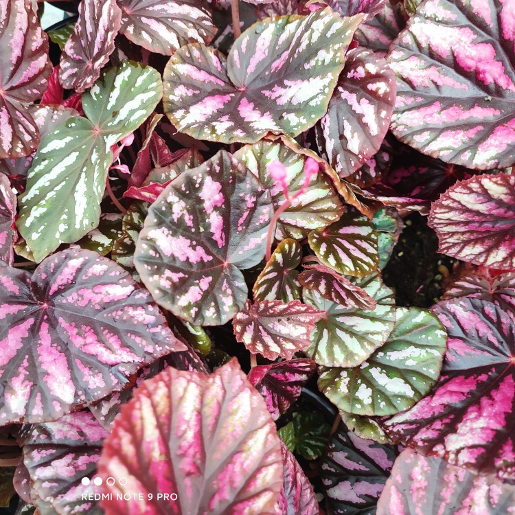 糖果条纹秋海棠 Begonia Candy Stripes 室内观叶绿植盆栽