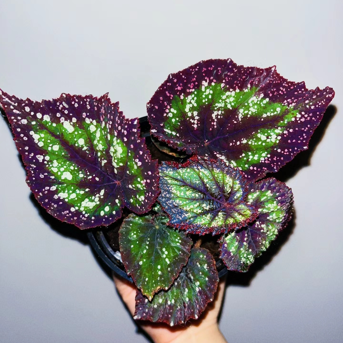 进口乌系DS 变异荧光蟆叶秋海棠 荧光秋海棠室内绿植热植反蓝光