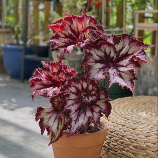 暗夜星空秋海棠绿植防辐射净化空气入门好养办公室阳台客厅盆栽