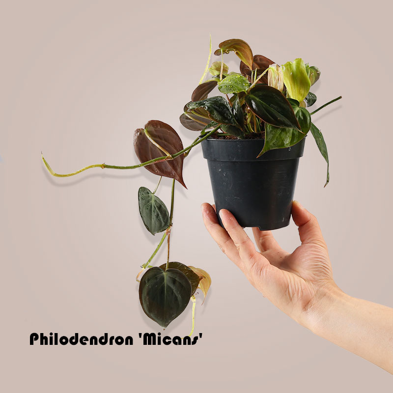 云母蔓绿绒植物垂吊室内水培热带