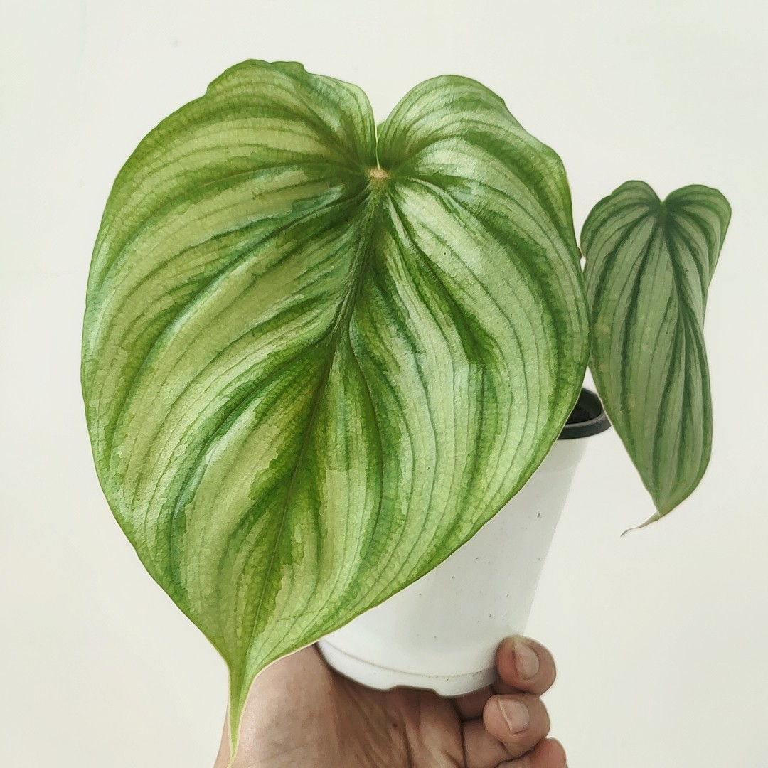 碧浪蔓绿绒philodendron plowmanii室内观叶绿植花卉盆栽ins北欧