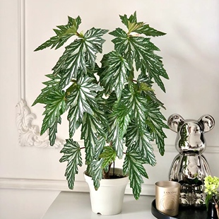 乌头杂秋海棠盆栽 竹节类 室内彩叶芋海芋海棠花观叶水培植物